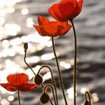 Poppies in the sunset. Image courtesy of Wikimedia Commons.