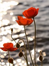 Poppies in the sunset. Image courtesy of Wikimedia Commons.